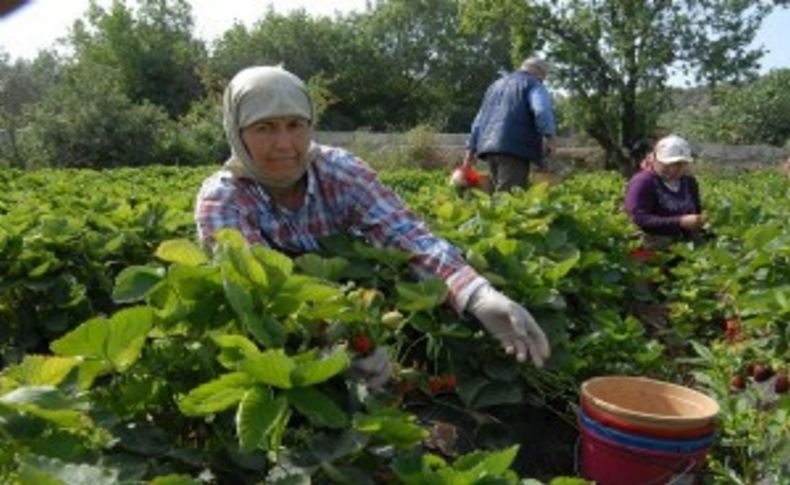 İzmir'de çilek üreticisinin yüzü yüksek fiyata rağmen gülmedi!